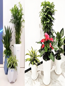 宁波余姚绿化修剪热点全掌握，不容错过！